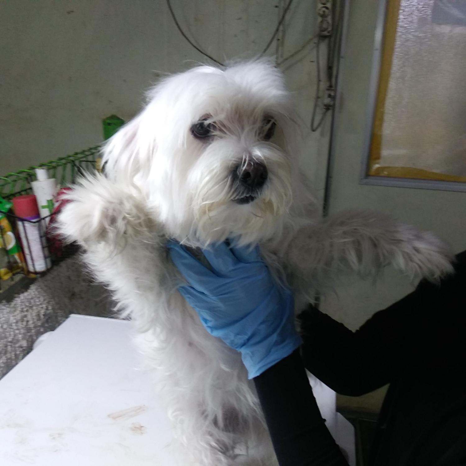 인천광역시수의사회_428353202300470